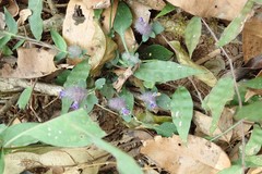 Haplanthodes nilgherrensis